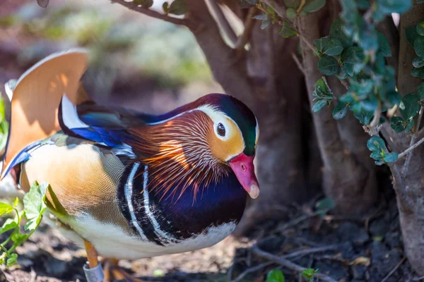 Mandarinenente, der bunteste Vogel der Entenfamilie. — Stockfoto