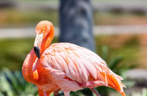 Fenicottero Rosa in un parco in Messico . — Foto Stock