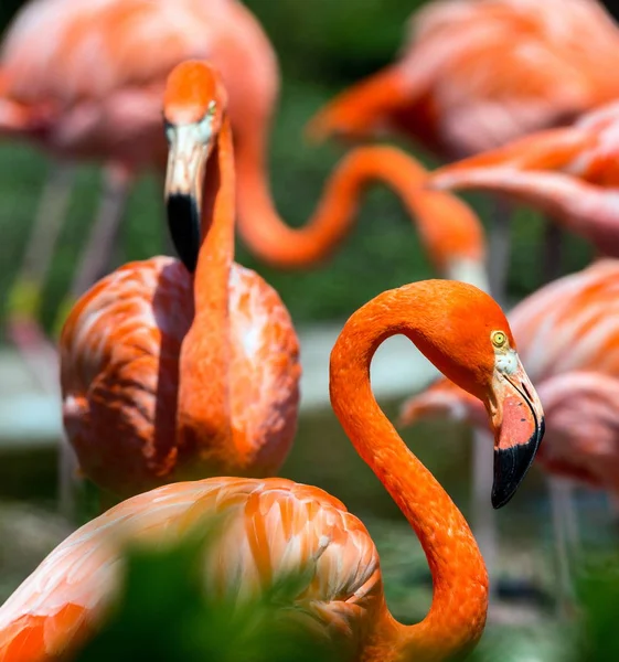 Pink Flamingo in een park in Mexico. — Stockfoto