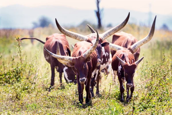 Texas Longhorn alana otlatma.