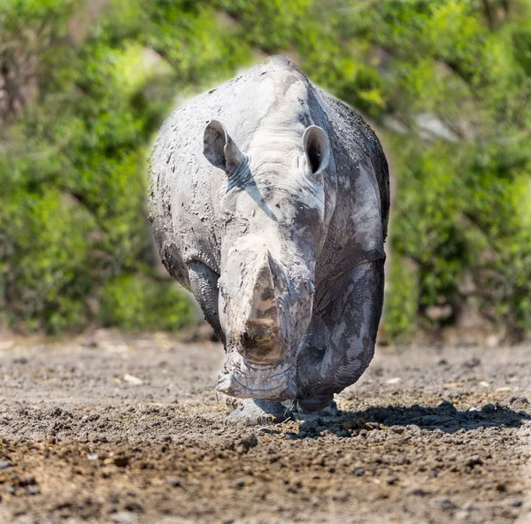 Rhinocéros noir dans un champ . — Photo