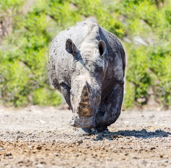 Black Rhinocerus in a field.