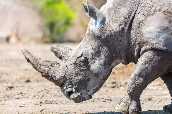 Svart Rhinocerus i ett fält. — Stockfoto