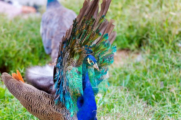 Peacok roaming free in indien. — Stockfoto