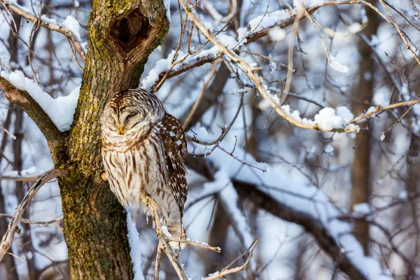 Barred Owl perched in a tree in a snowy background. — Stock Photo, Image
