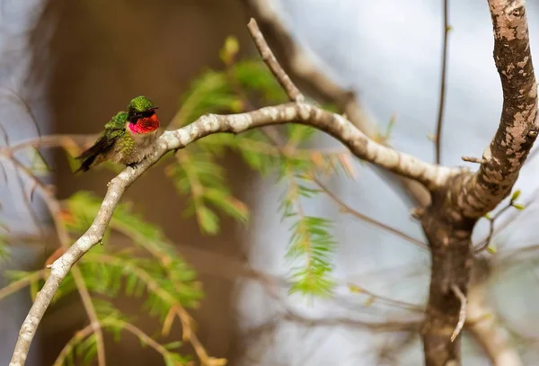 Colibri à gorge rubis . — Photo