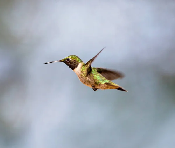 Ruby Throated Hummingbird. — Zdjęcie stockowe