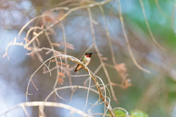 Ruby Throated Hummingbird. — Stockfoto