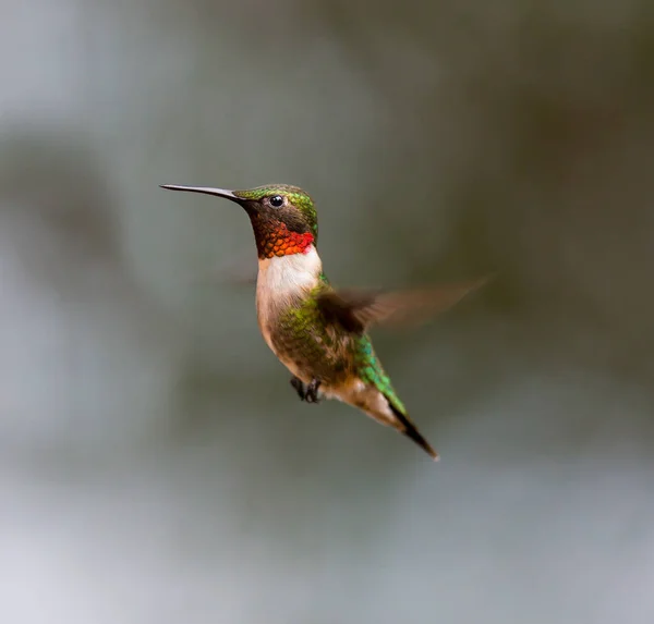 Colibri à gorge rubis . — Photo