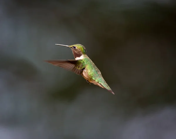 Ruby throated kolibřík. — Stock fotografie