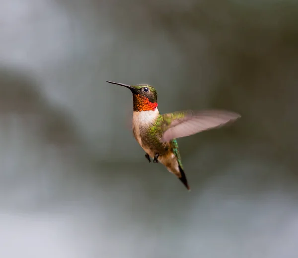 Ruby Throated Hummingbird. — Stock Photo, Image