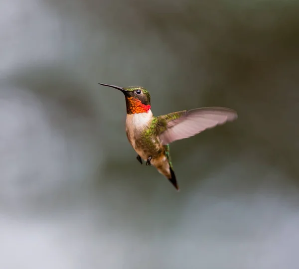 Ruby Throated Hummingbird. — Stock Photo, Image