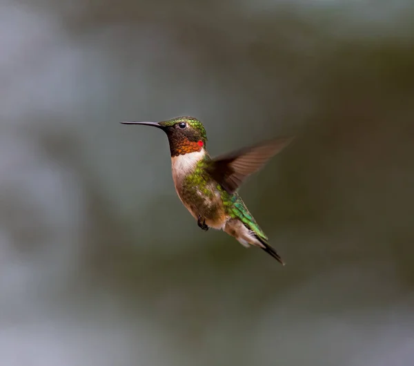 Ruby throated kolibřík. — Stock fotografie