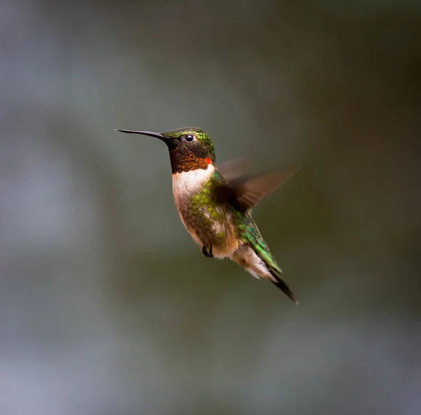 Ruby Throated Hummingbird. — Stock Photo, Image