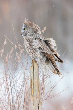 Büyük gri baykuş.