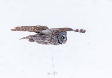 Büyük gri baykuş.