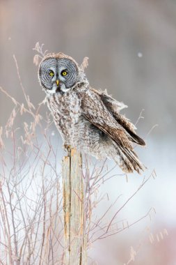 Büyük gri baykuş.