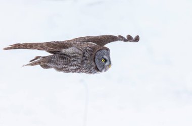 Büyük gri baykuş.