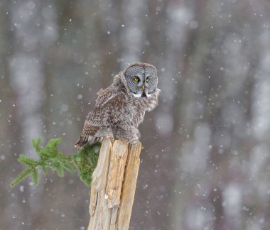 Büyük gri baykuş.
