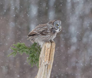 Büyük gri baykuş.