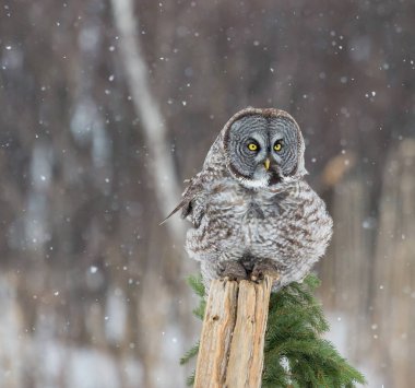 Büyük gri baykuş.