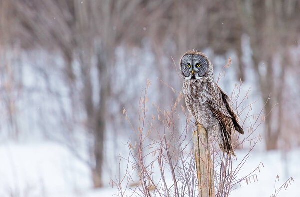 Great Grey Owl.