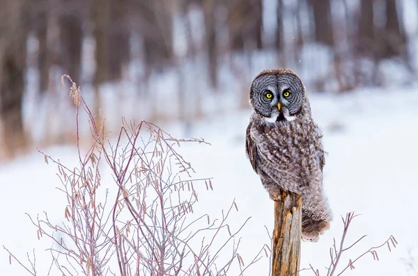 Grote grijze uil. — Stockfoto