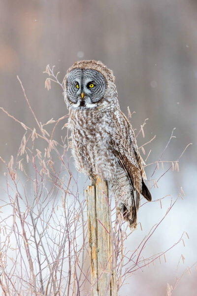 Great Grey Owl.