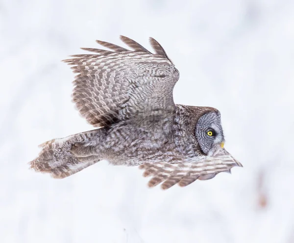 Grande gufo grigio . — Foto Stock