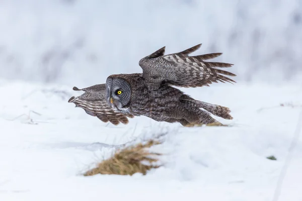 Great Grey Owl. — Stock Photo, Image