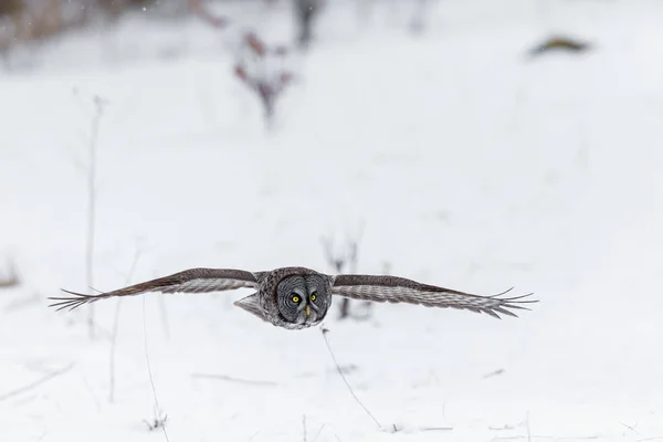 Great Grey Owl. — Stock Photo, Image