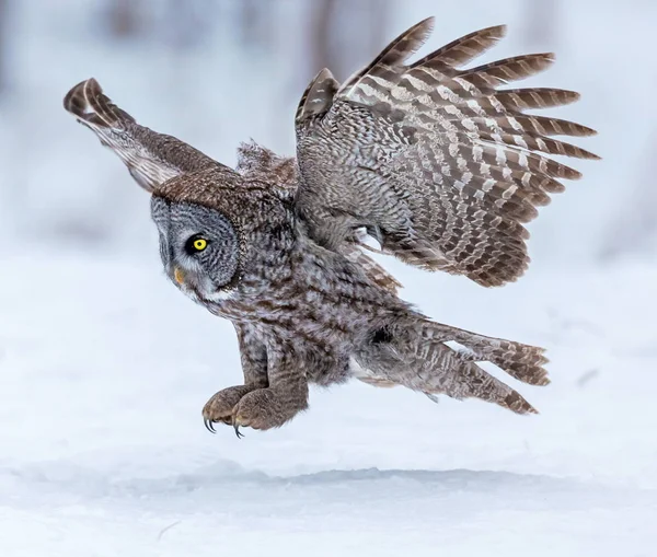 Grote grijze uil. — Stockfoto