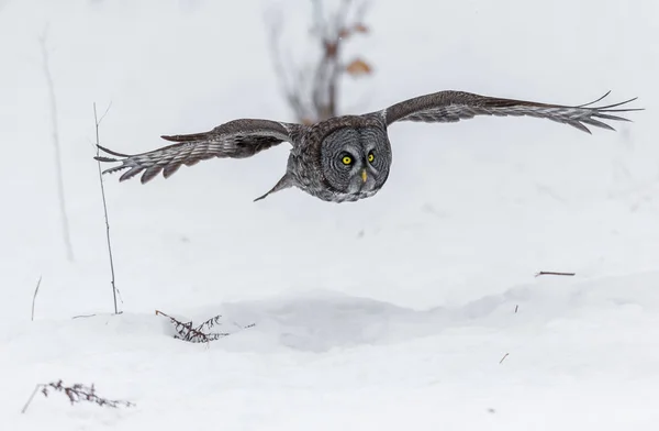 Grote grijze uil. — Stockfoto