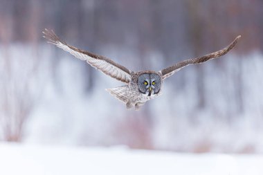 Karlı witer arka plan üzerinde büyük gri baykuş.