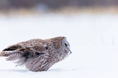 Büyük gri baykuş veya büyük gri baykuş dünyanın en büyük tür olarak uzunluğu tarafından belgelenen çok büyük bir kuş türü. Burada av için Quebec'ın sert kış aylarında arama görülür.