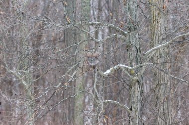 Karlı witer arka plan üzerinde büyük gri baykuş.