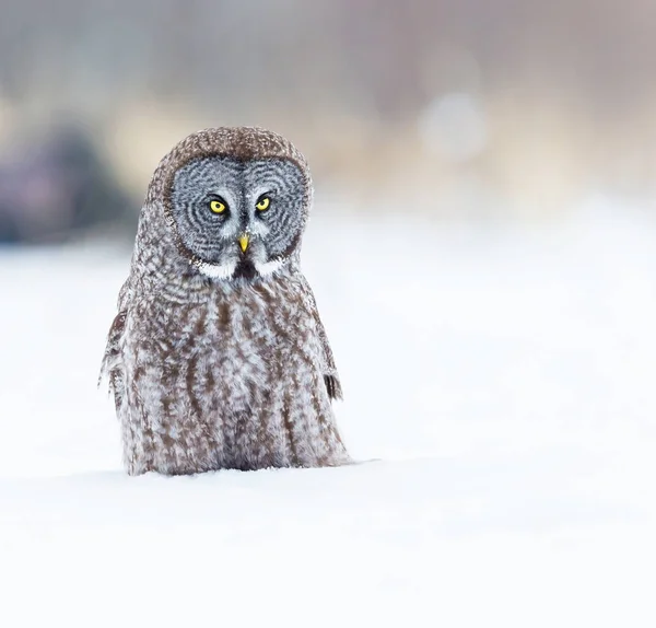 Grande coruja cinza em um fundo witer nevado . — Fotografia de Stock