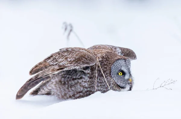 雪 witer の背景に素晴らしい灰色のフクロウ. — ストック写真