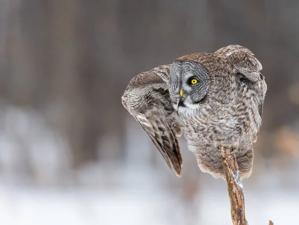 Grand Hibou gris sur un fond de serveur enneigé . — Photo