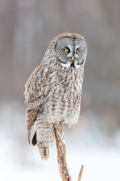 Karlı witer arka plan üzerinde büyük gri baykuş.
