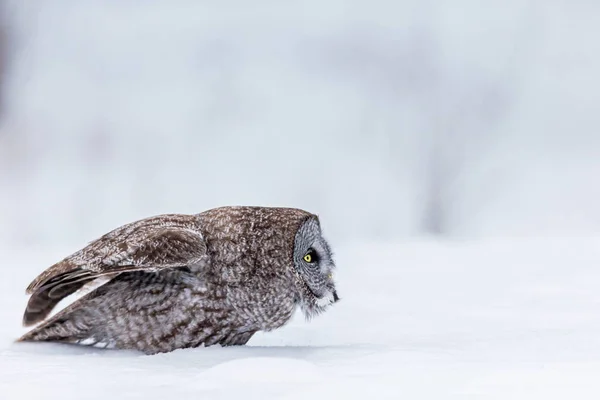 Grande coruja cinza em um fundo witer nevado . — Fotografia de Stock