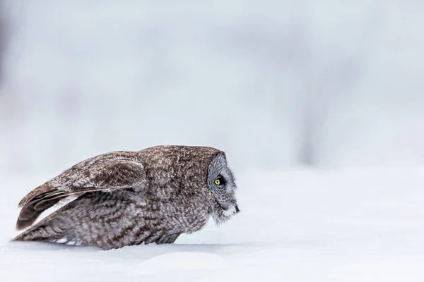 Grande gufo grigio su uno sfondo witer innevato . — Foto Stock