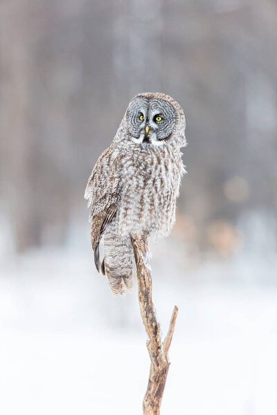 Great Grey Owl on a snowy witer background.