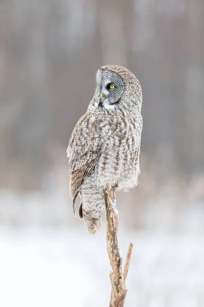 Große graue Eule auf schneeweißem Hintergrund. — Stockfoto