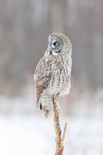Great Grey Owl on a snowy witer background.