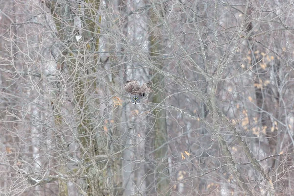 Stor grå Uggla på en snöig witer bakgrund. — Stockfoto