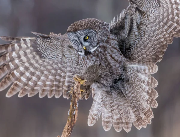 Laplanduil op een achtergrond van besneeuwde witer. — Stockfoto