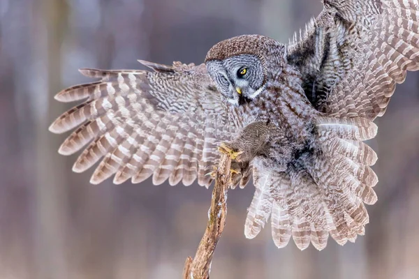 Grand Hibou gris sur un fond de serveur enneigé . — Photo