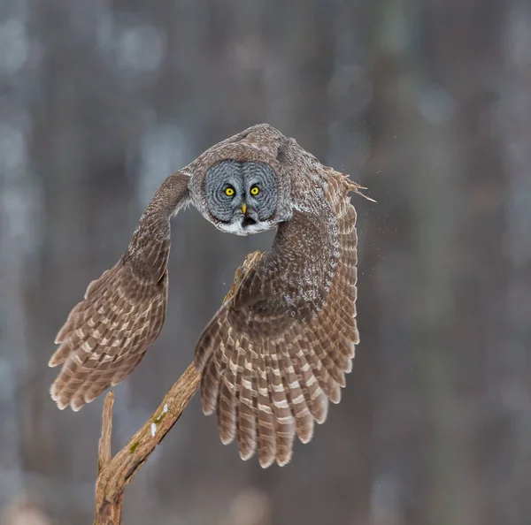 Velká šedá sova na pozadí zasněžených witer. — Stock fotografie