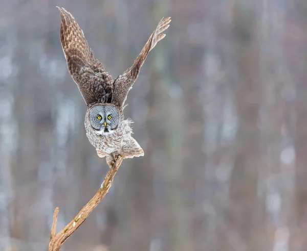 雪 witer の背景に素晴らしい灰色のフクロウ. — ストック写真